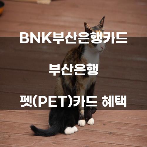 BNK부산은행카드 부산은행 펫(PET)카드 혜택